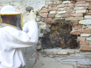 Alveare nel muro di una casa diroccata